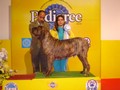 In Memorian - Fila Brasileiro Tigrado - Canil Singular - Motivador